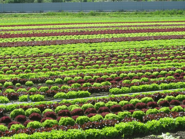Wie kann man effizient einen ökologischen Gemüseanbau auf dem eigenen Balkon betreiben?